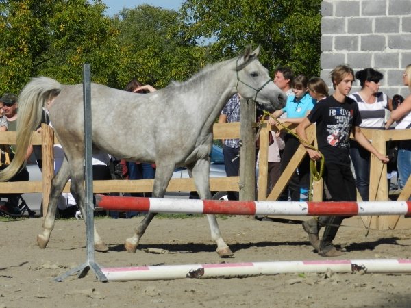 Babie Lato z Hucułami 2015